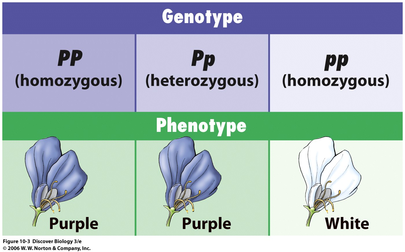 The genotypephenotype distinction stanford encyclopedia 