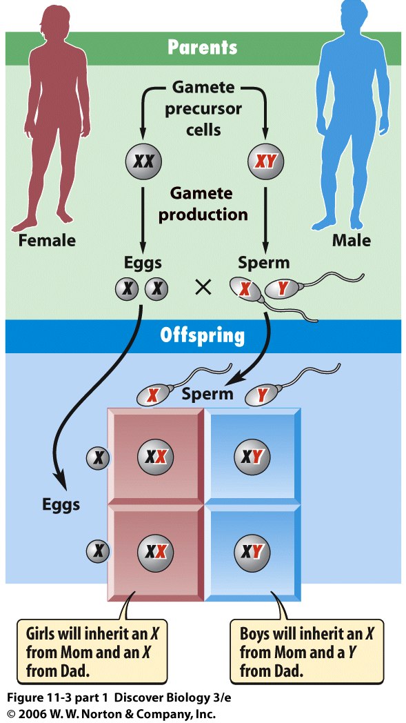 Sex Link Gene 64