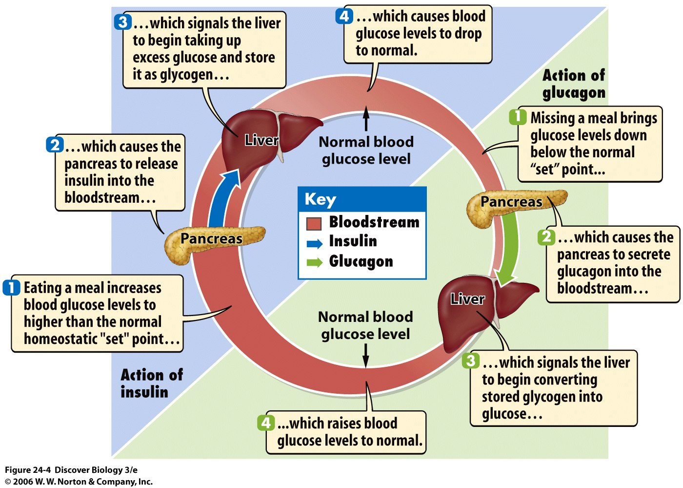 Some hormones control blood glucose levels in humans: insulin ...