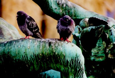 Pigeons in Florence.JPG (484359 bytes)