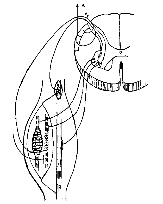 Nuclear Chain Fibers