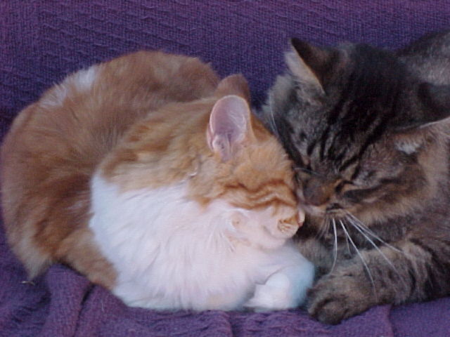 Twaji and Shabad, our cats snuggle