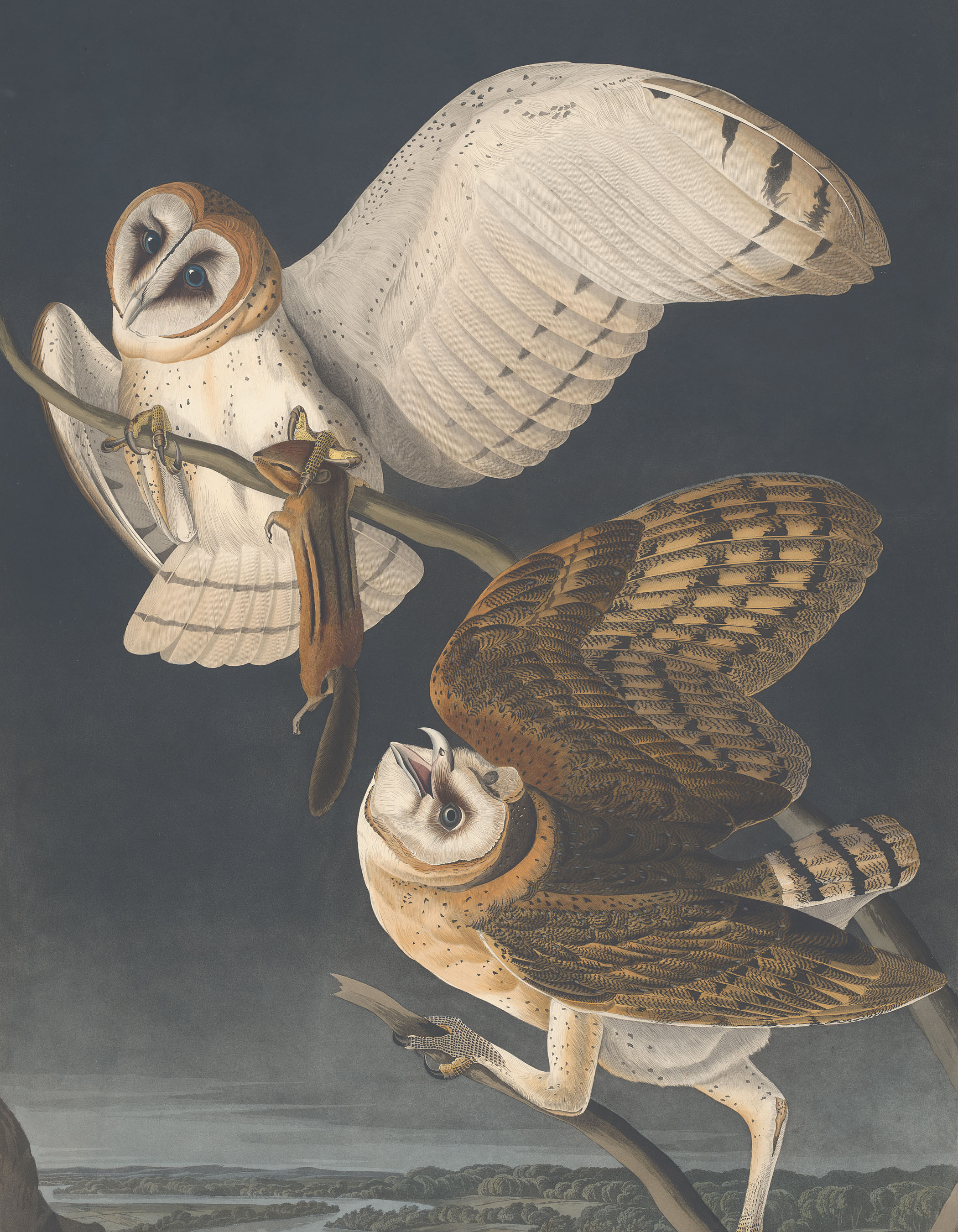 An image from Audobon’s The Birds of America (1827-38)