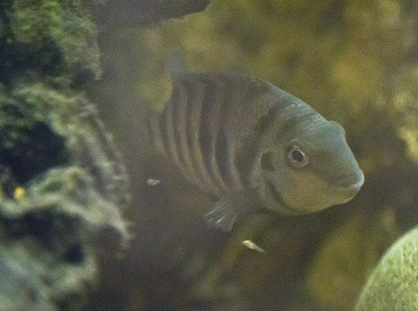 Cichlid fish