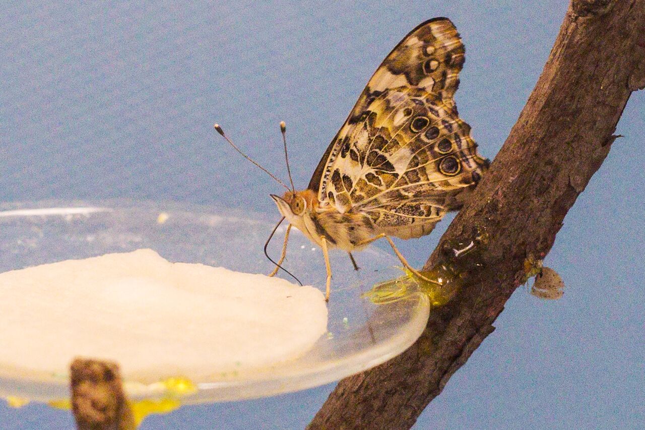 Painted lady butterfly