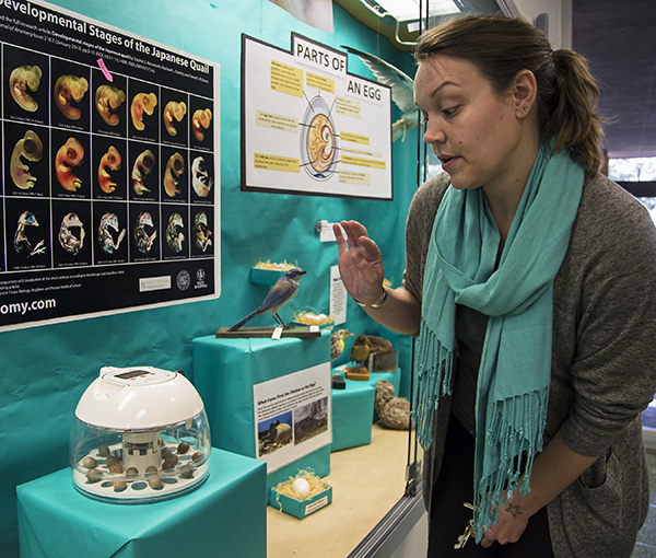 Biologist with quail eggs