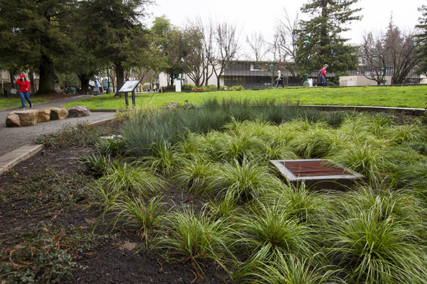 Rain Garden