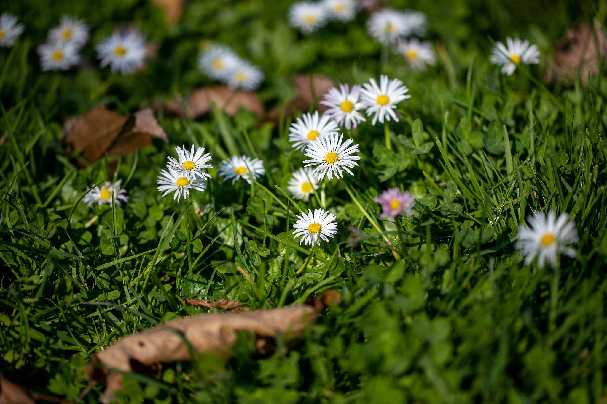 field of white sunflowers in green grass