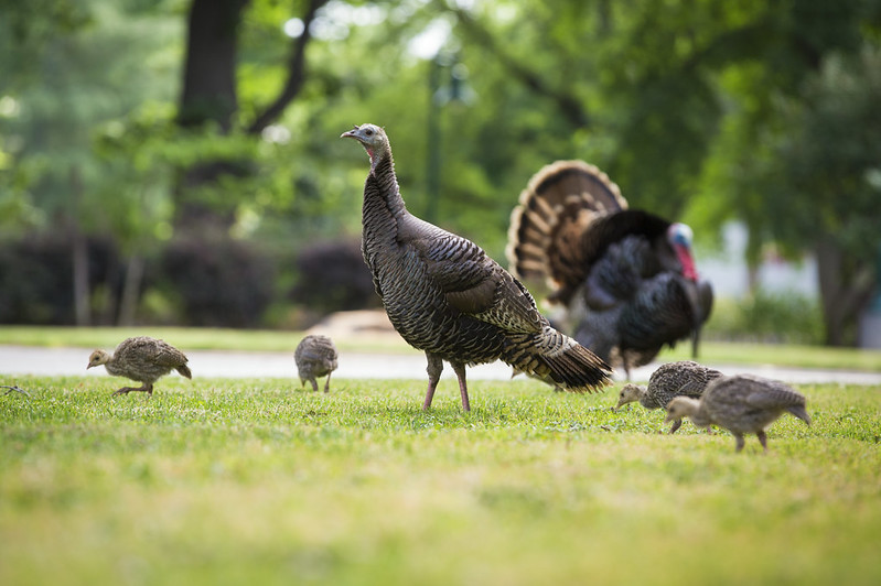 turkey female and male and 4 chicks