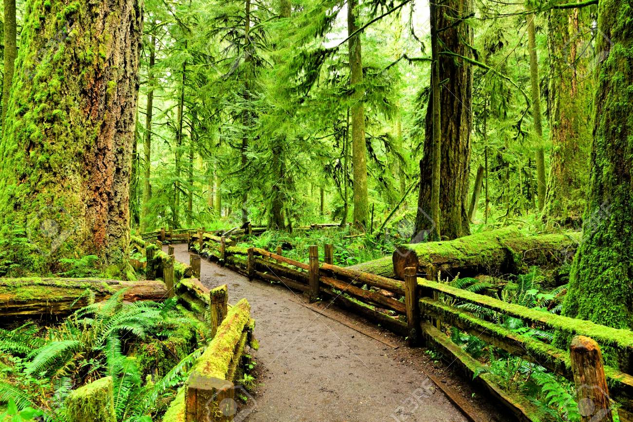 Path with wooden hand rails through dense forest