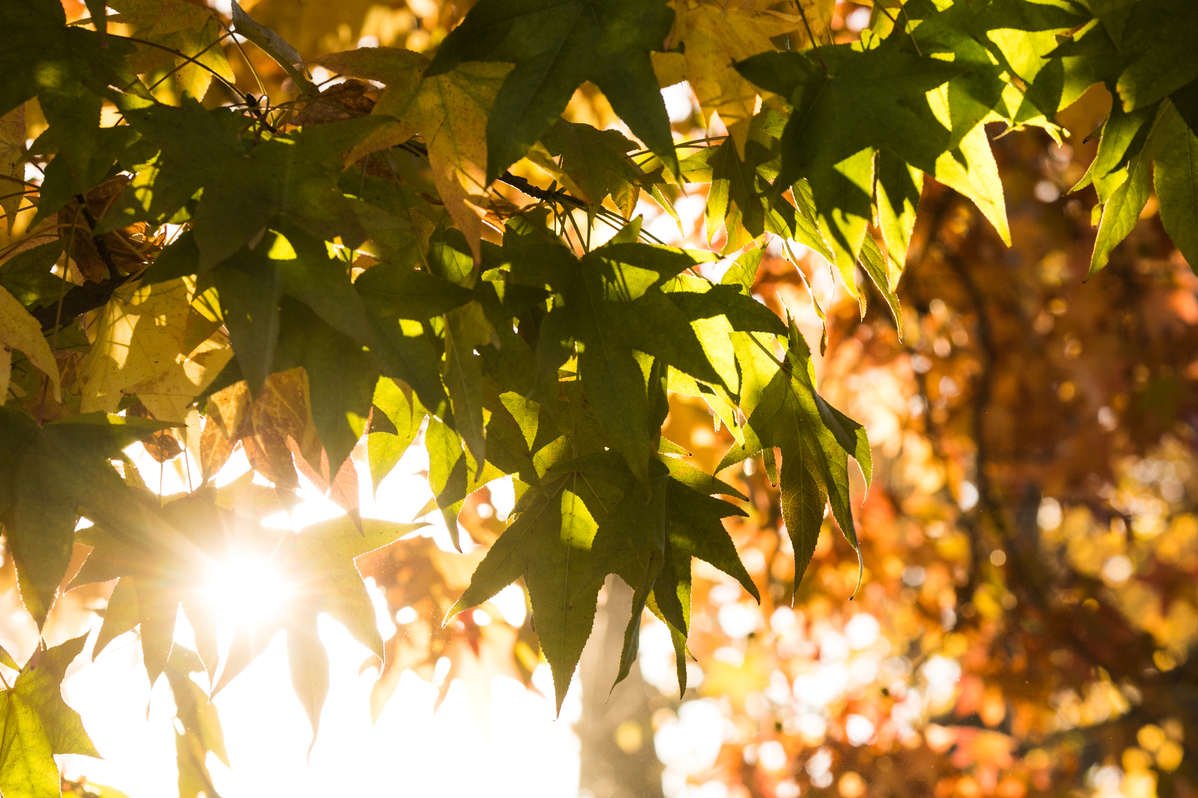 fall-leaves.jpg