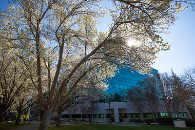 placer-hall-through-tree-blossoms.jpg