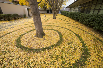 gingko leaf maze