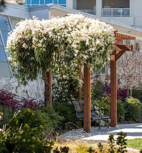photo of white flowered vine covering a seating area on campus