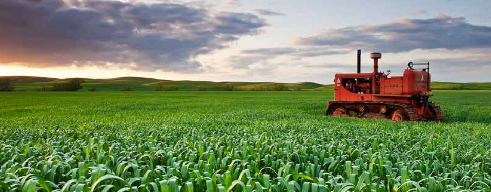 Field of crops with a red tractor