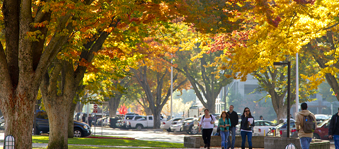 Fall Foliage in Sacramento