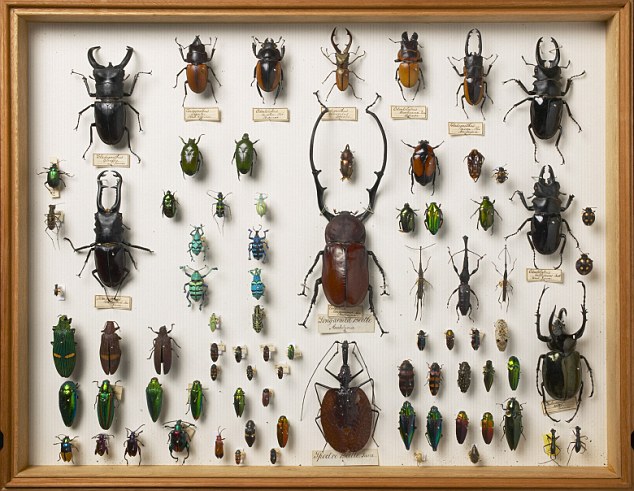 Insects in Insect Museum