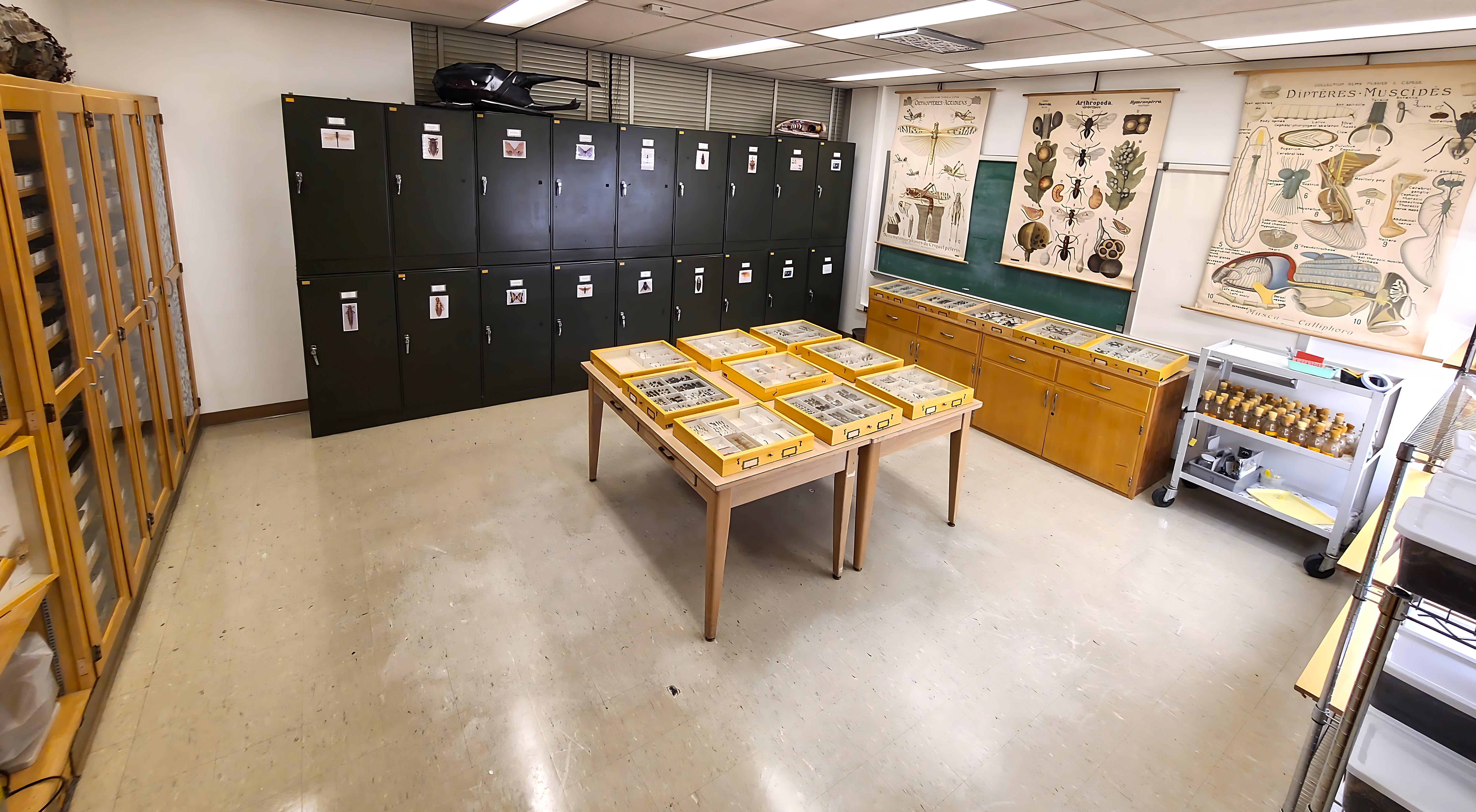 Insects in Insect Museum