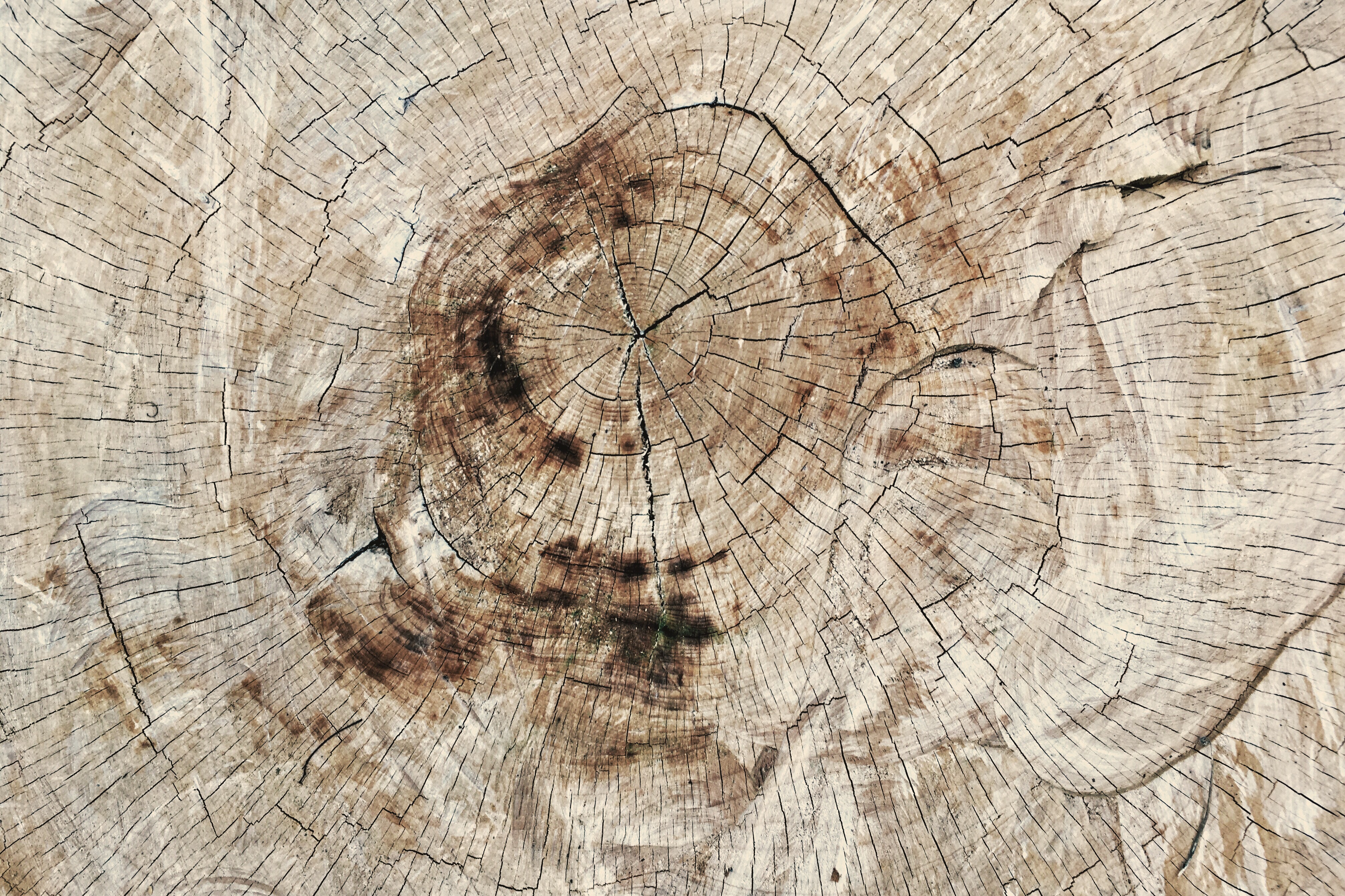 tree rings