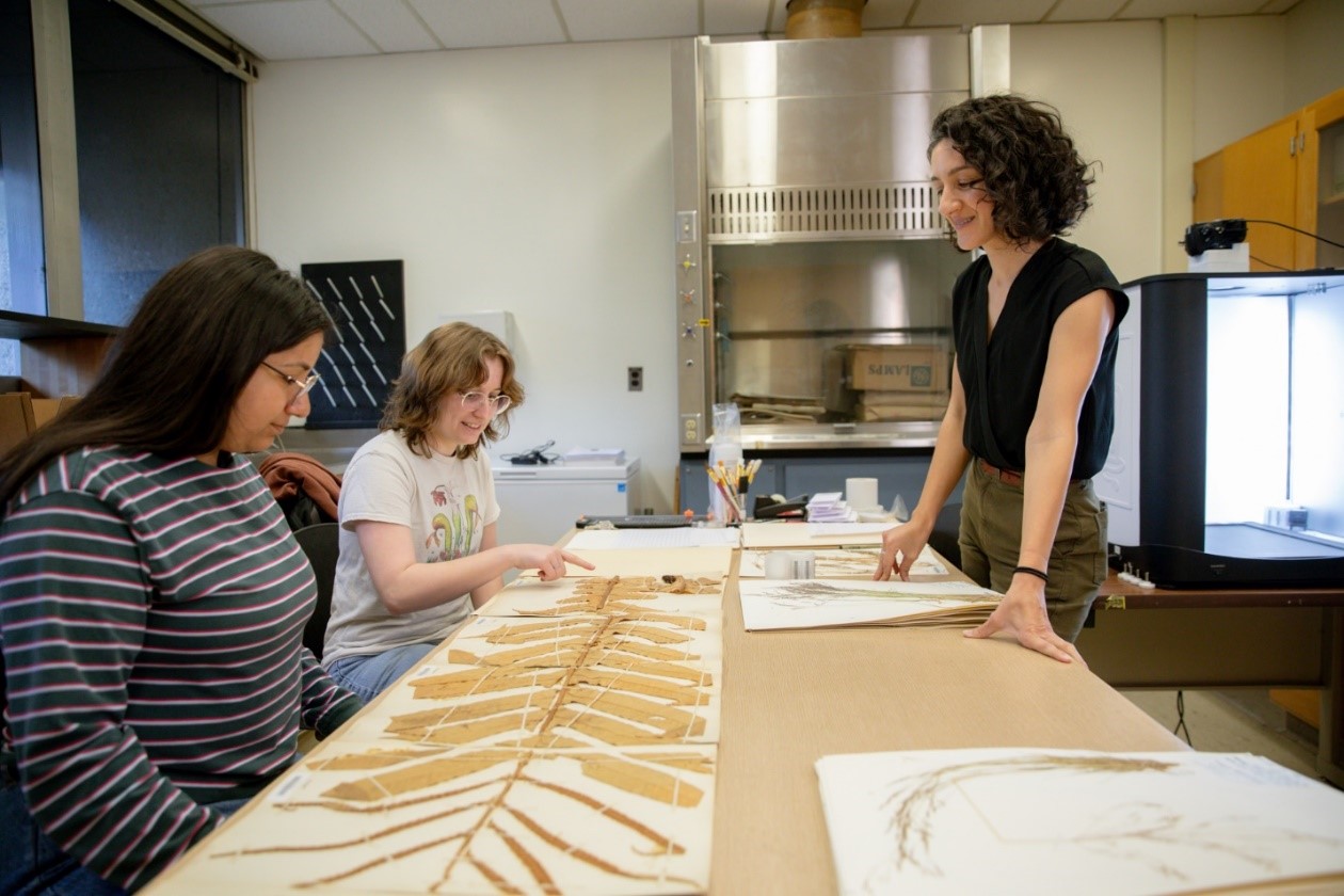 Sac State students studying at the campus herbarium