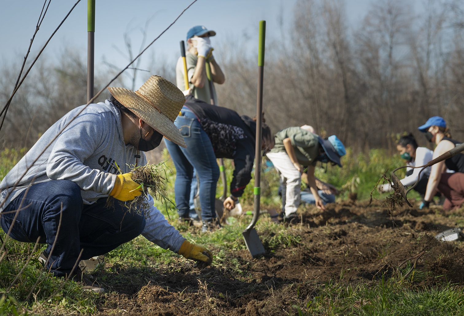 students replanting