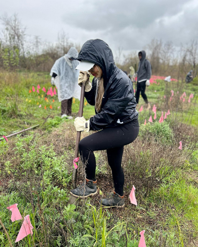 Planting on a wetland restoration project, American River.