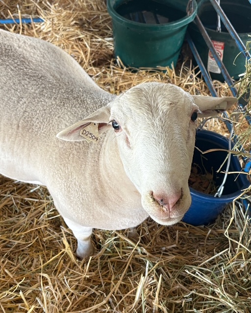 an up close photo of a lamb's face