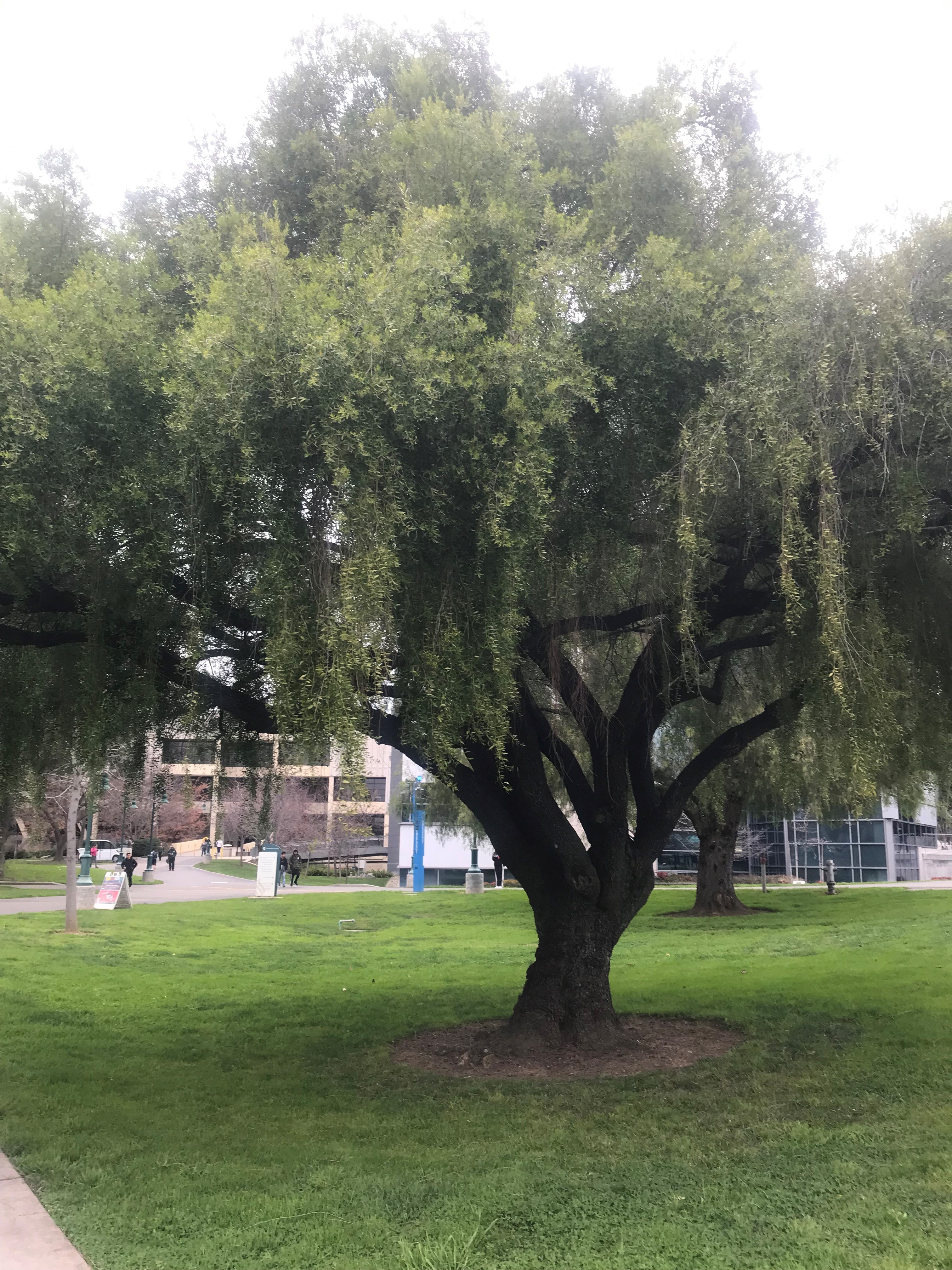 Tree on CSUS campus