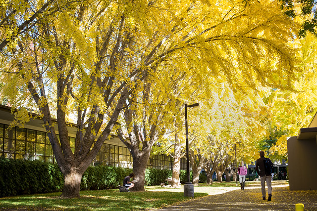 Trees in fall colors near Alpine Hall