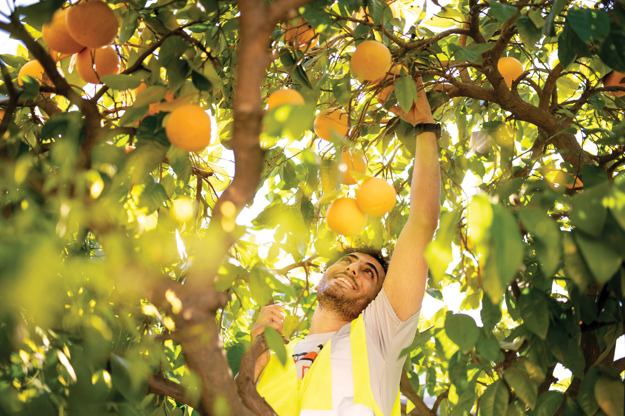 Image: student picking oranges