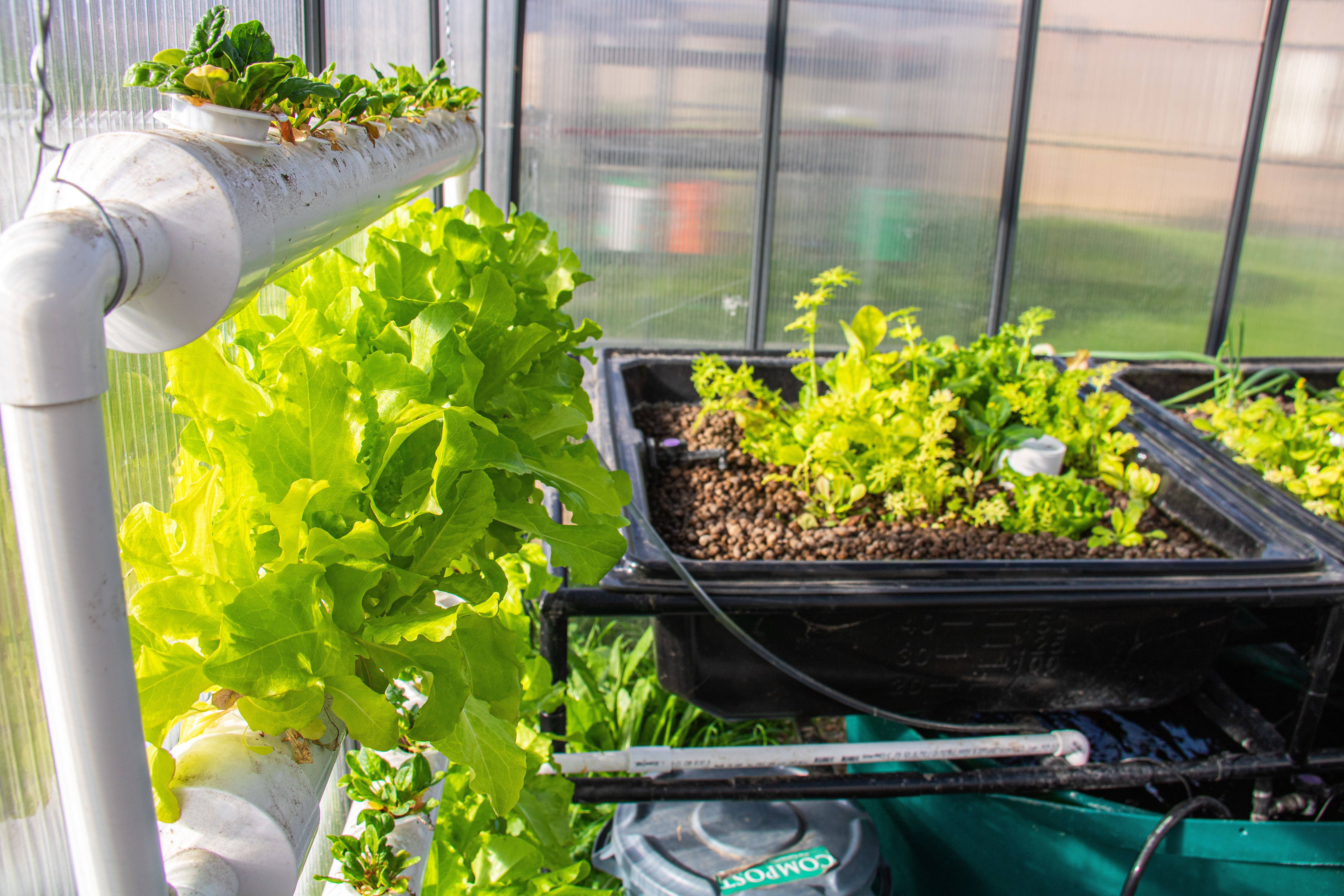 The Aquaponics system in the greenhouse at the garden.