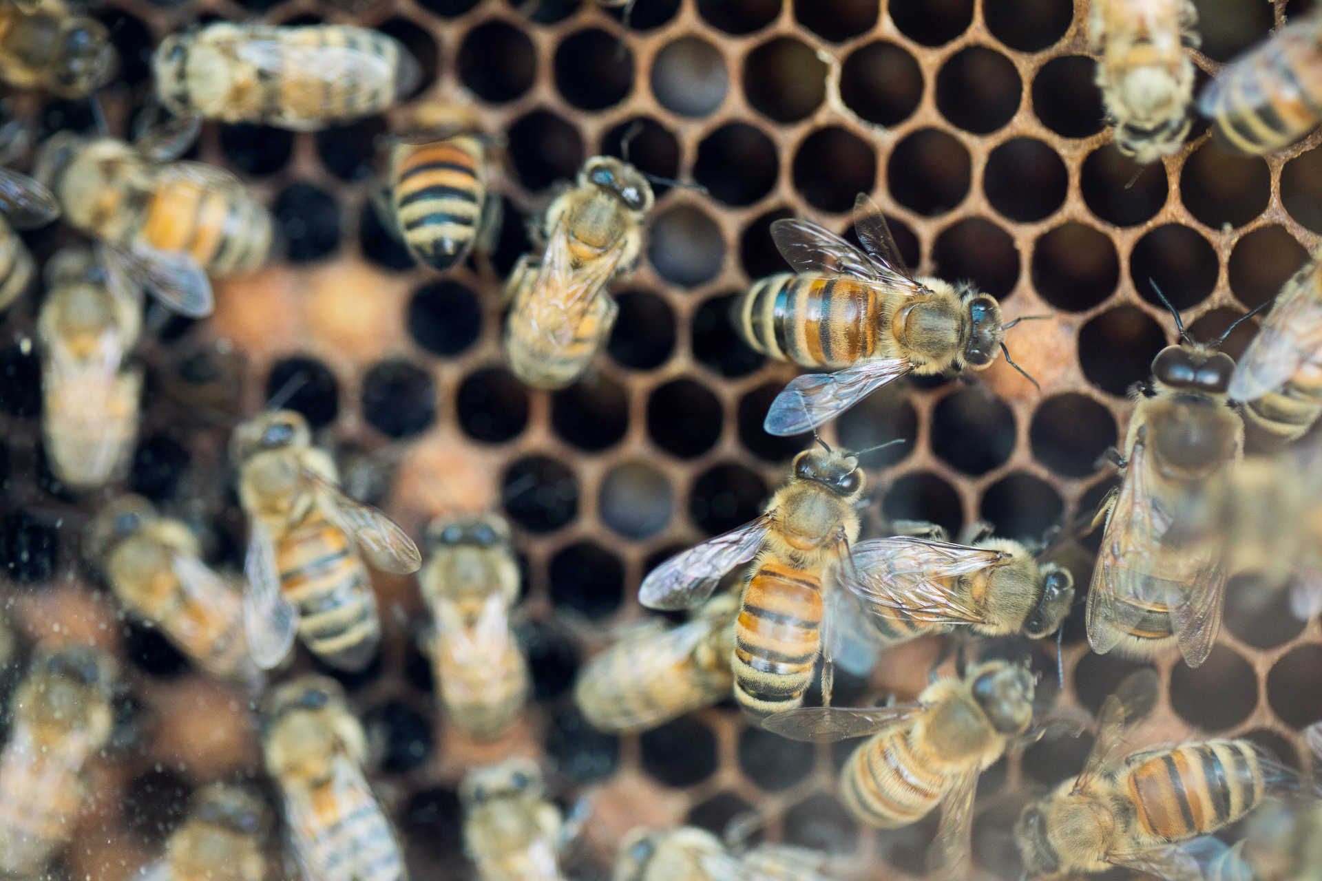 Image of bees