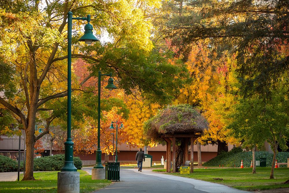 Fall trees at Sac State campus