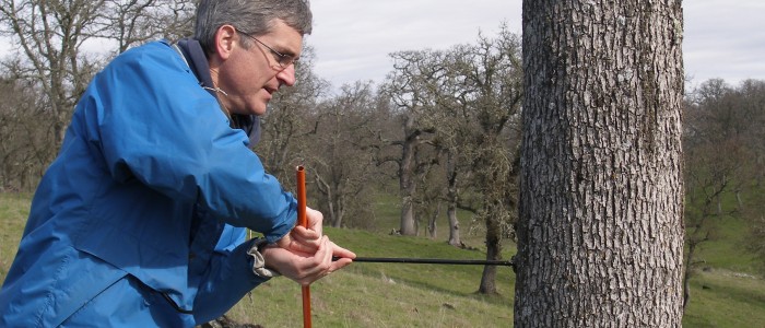 Professor Jim Baxter doing research on a tree