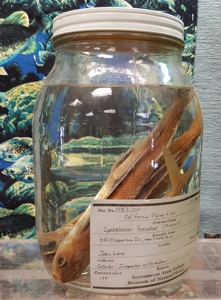 California Flying Fish