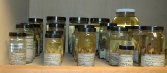 Museum jars