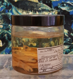 Delta Smelt