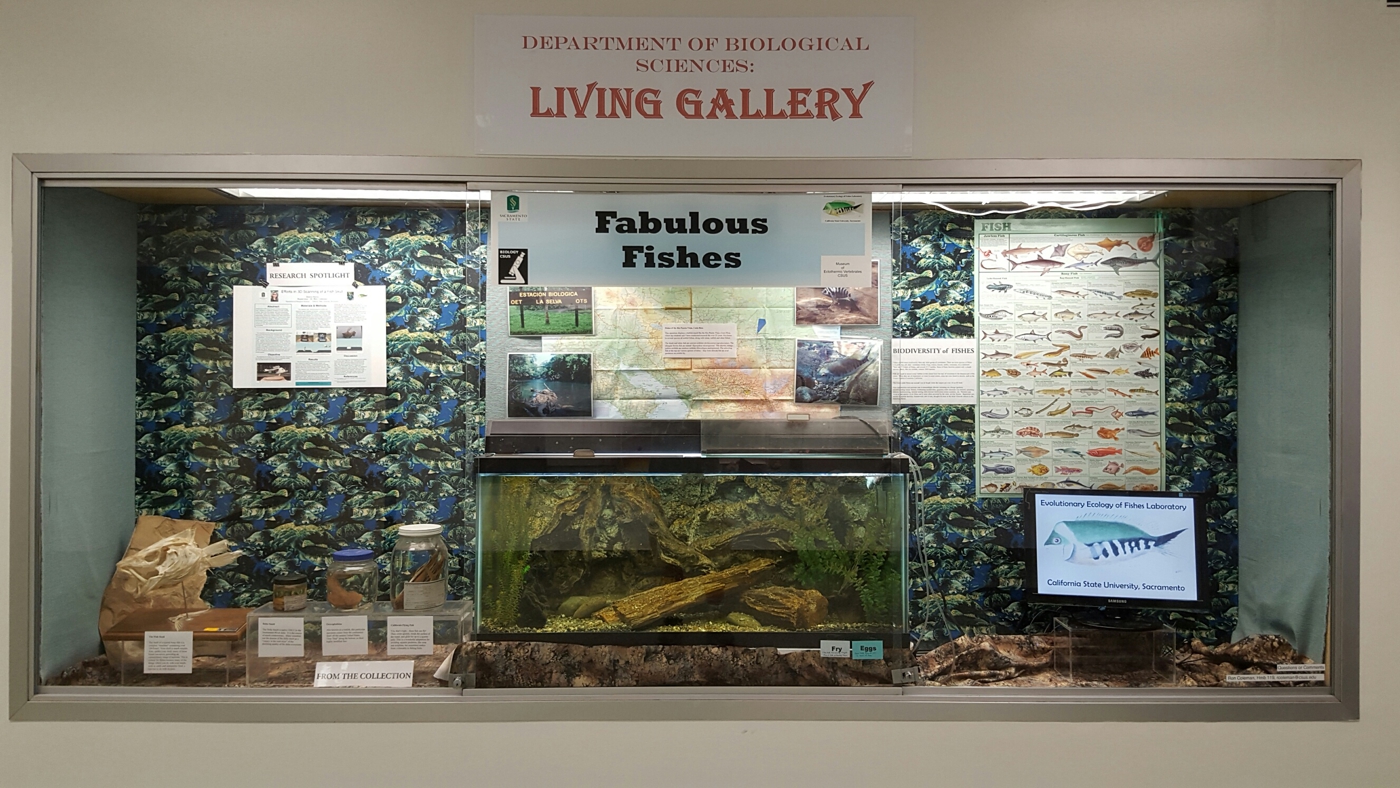 Fabulous Fishes Display in lobby of Sequoia Hall
