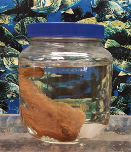 Ogcocephalid 