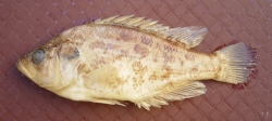 Sacramento Perch