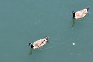 Canada Geese