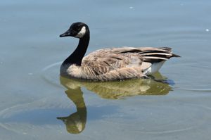 Canada Goose