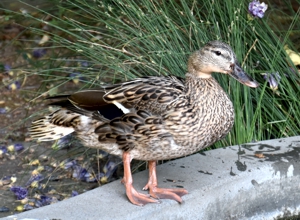 Mallard female