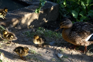 Mallard female with chicks