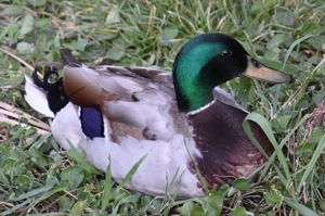 Mallard male
