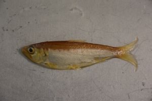 American Shad