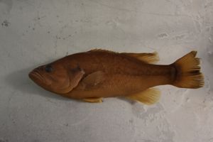Largemouth Bass