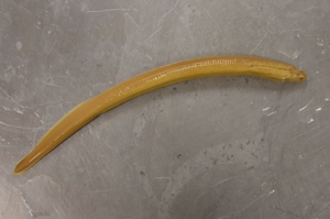 Pacific Lamprey Ammocoete larvae