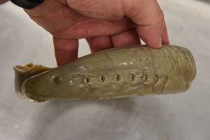 Pacific Lamprey gill pores