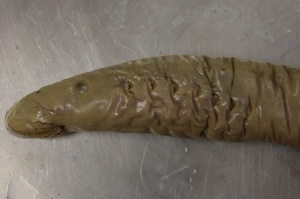 Pacific Lamprey